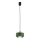 Argon 8815 - Luster na lanku TEVO 1xG9/4,5W/230V zelená
