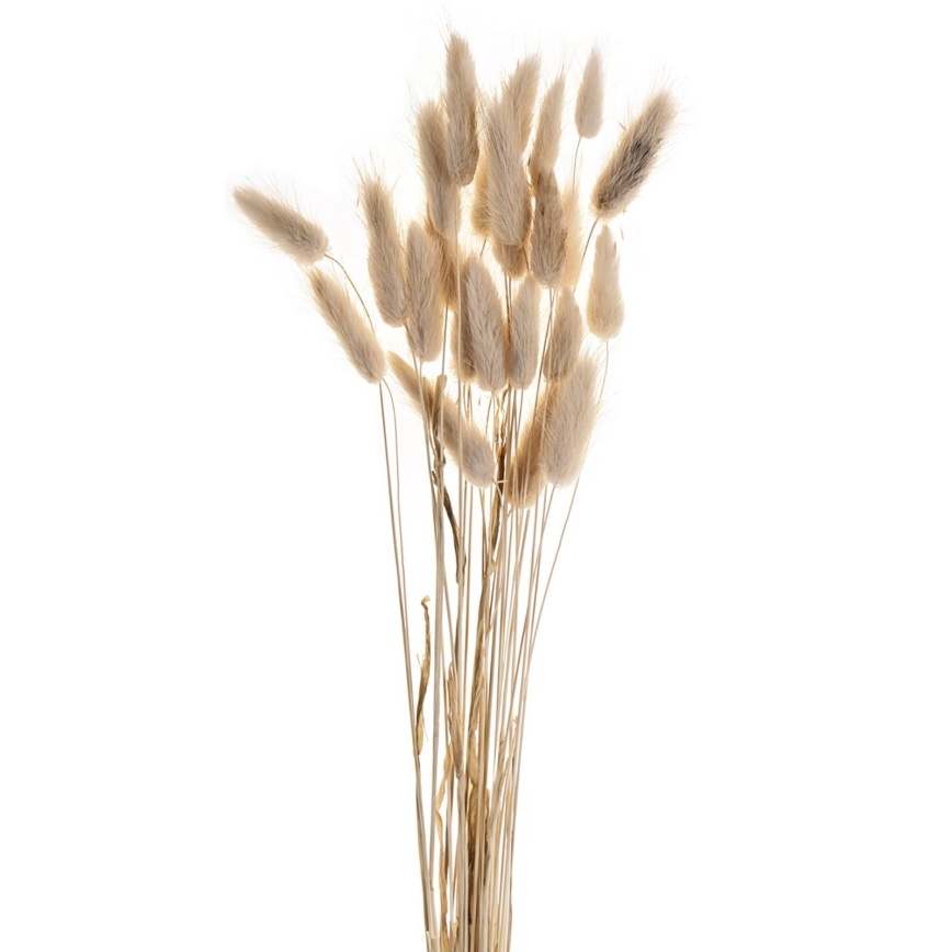 Eglo - Sušený kvet 60 cm béžová