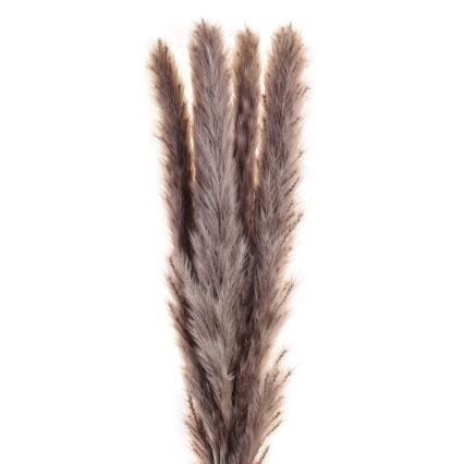 Eglo - Sušený kvet 60 cm fialová