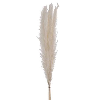 Eglo - Sušený kvet 70 cm biela