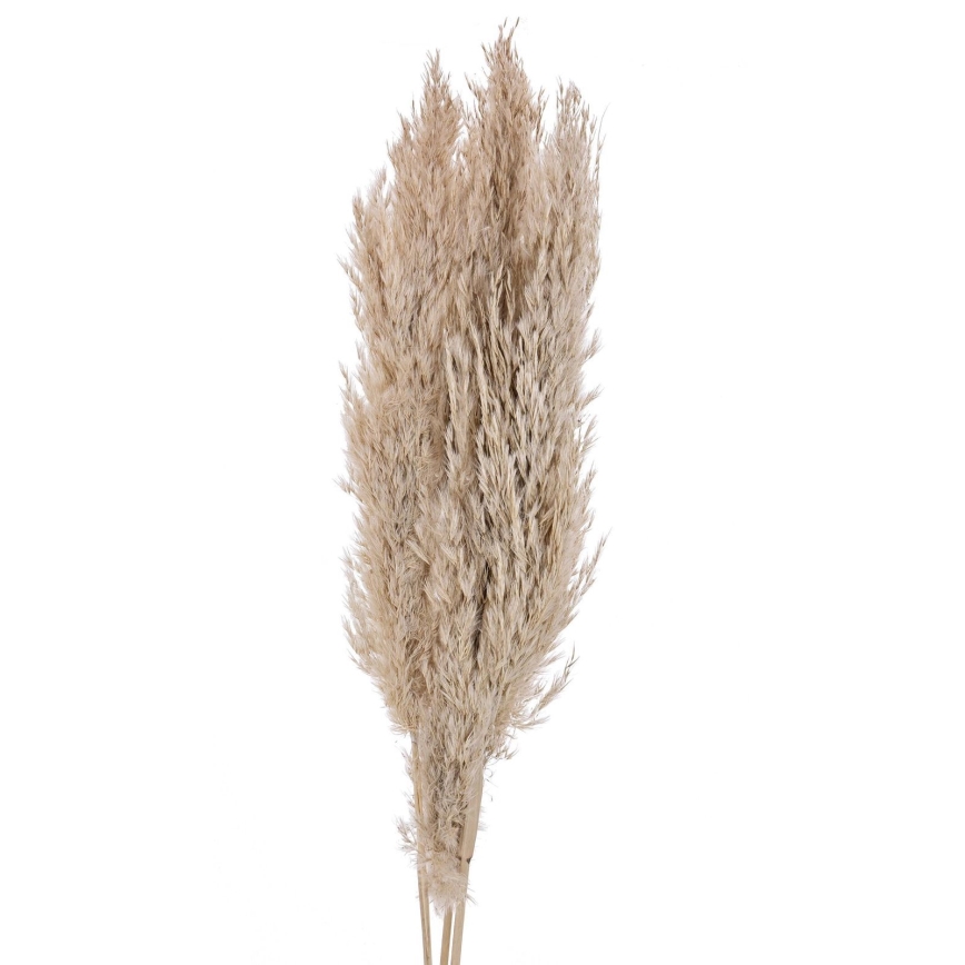 Eglo - Sušený kvet 85 cm béžová