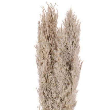 Eglo - Sušený kvet 55 cm béžová