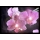 Eglo 75036 - LED svietiaci dekoračný obraz ORCHIDS 4xLED/0,02W