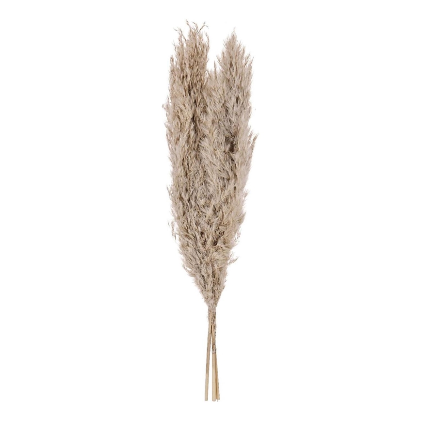 Eglo - Sušený kvet 55 cm béžová