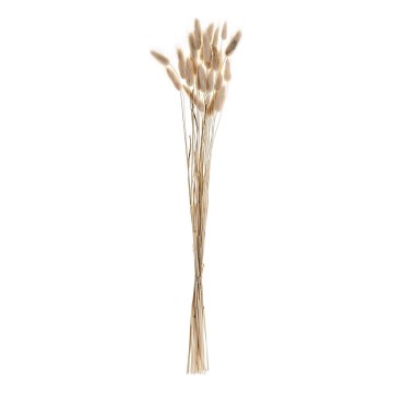 Eglo - Sušený kvet 60 cm béžová