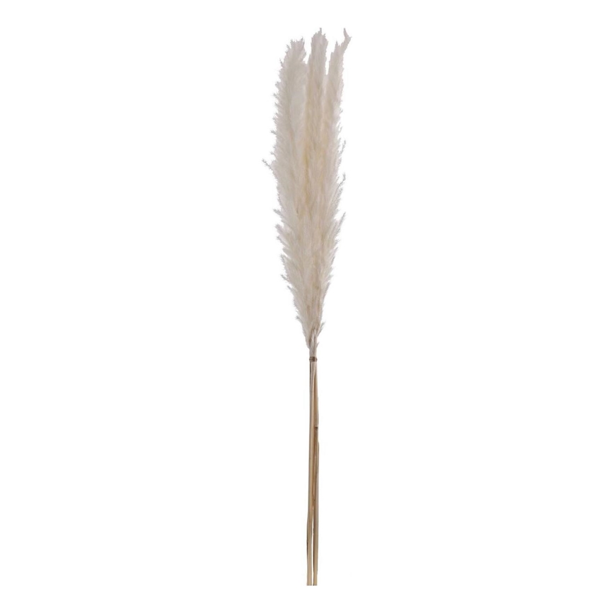 Eglo - Sušený kvet 70 cm biela