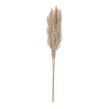 Eglo - Sušený kvet 85 cm béžová