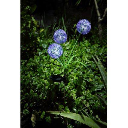 Globo - LED Solárne svietidlo 3xLED/0,06W/3V 5000K IP44 fialová
