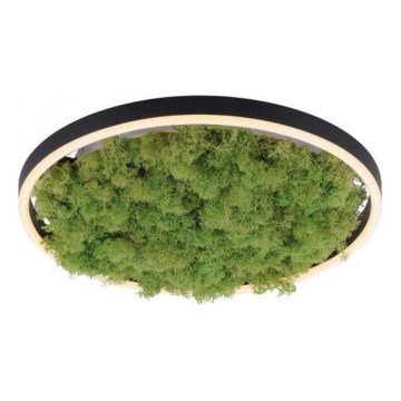 JUST LIGHT. 15391-66 - LED Stmievateľné stropné svietidlo ZELENÁ RITU LED/20W/230V