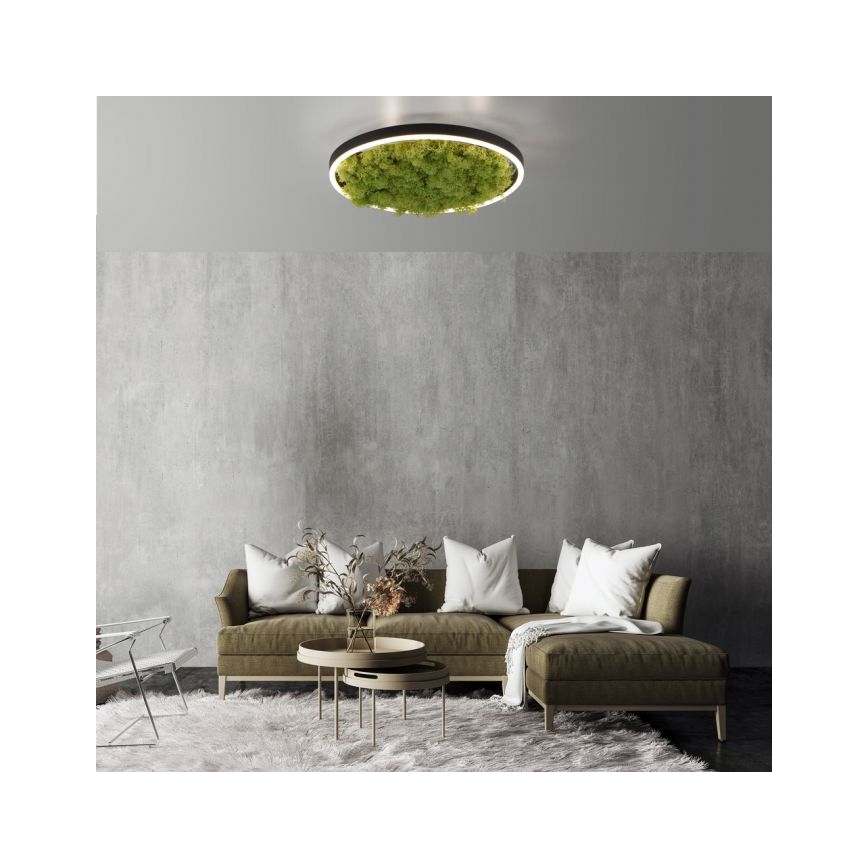 JUST LIGHT. 15391-66 - LED Stmievateľné stropné svietidlo ZELENÁ RITU LED/20W/230V
