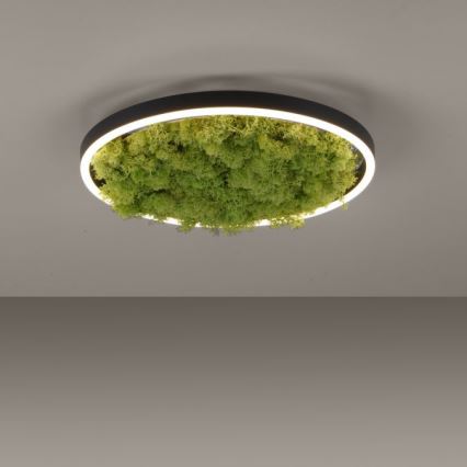 JUST LIGHT. 15391-66 - LED Stmievateľné stropné svietidlo ZELENÁ RITU LED/20W/230V