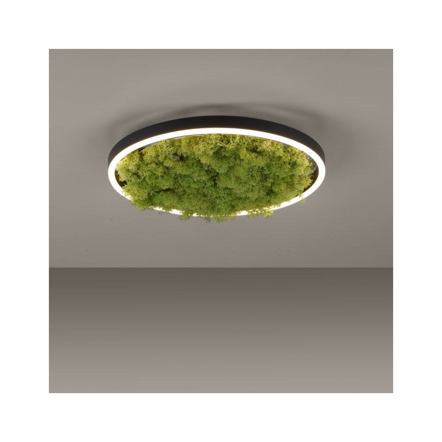 JUST LIGHT. 15391-66 - LED Stmievateľné stropné svietidlo ZELENÁ RITU LED/20W/230V