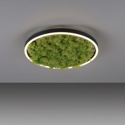 JUST LIGHT. 15391-66 - LED Stmievateľné stropné svietidlo ZELENÁ RITU LED/20W/230V