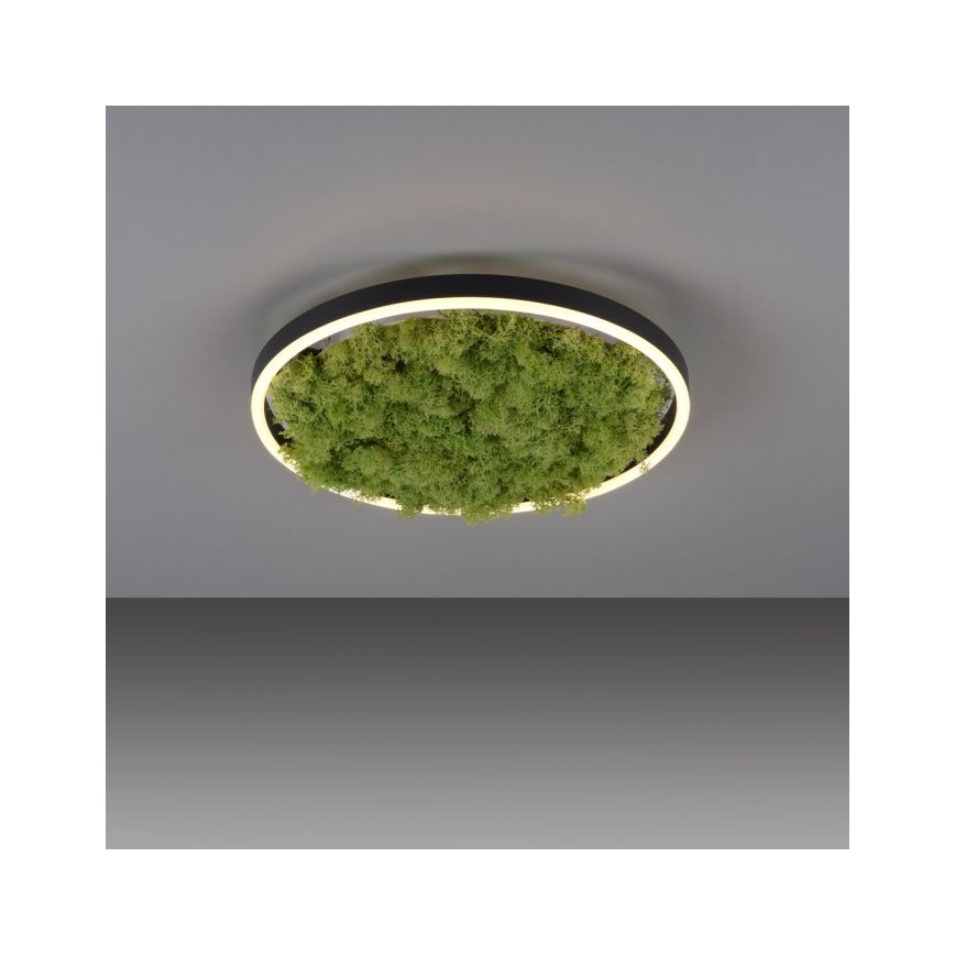 JUST LIGHT. 15391-66 - LED Stmievateľné stropné svietidlo ZELENÁ RITU LED/20W/230V