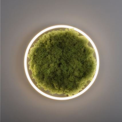 JUST LIGHT. 15391-66 - LED Stmievateľné stropné svietidlo ZELENÁ RITU LED/20W/230V