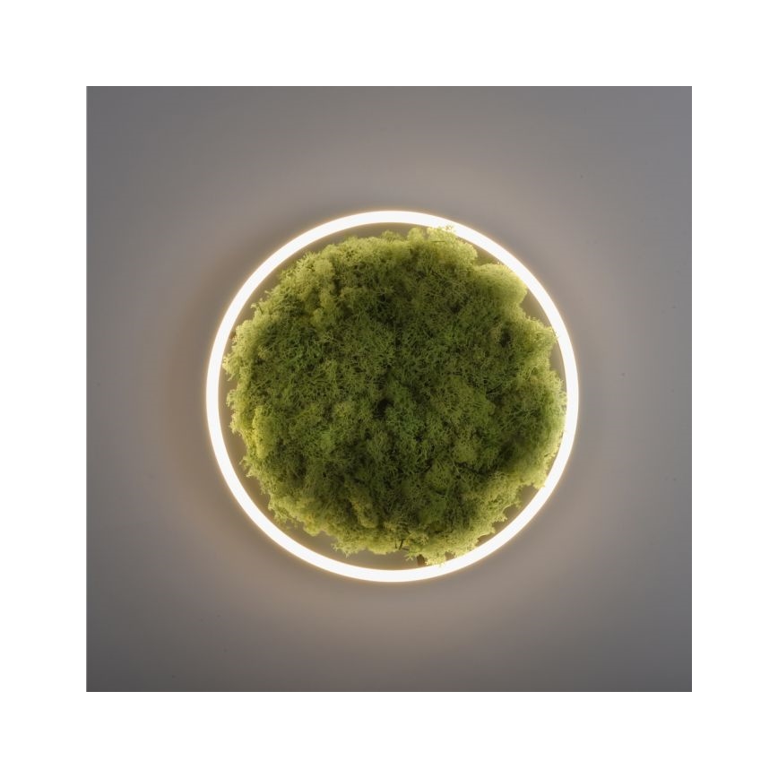 JUST LIGHT. 15391-66 - LED Stmievateľné stropné svietidlo ZELENÁ RITU LED/20W/230V