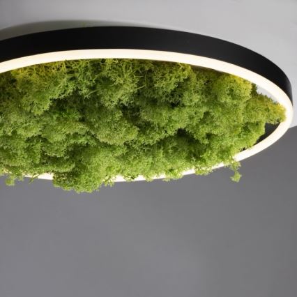 JUST LIGHT. 15391-66 - LED Stmievateľné stropné svietidlo ZELENÁ RITU LED/20W/230V