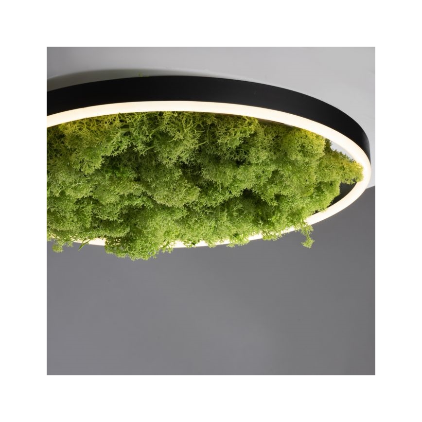 JUST LIGHT. 15391-66 - LED Stmievateľné stropné svietidlo ZELENÁ RITU LED/20W/230V