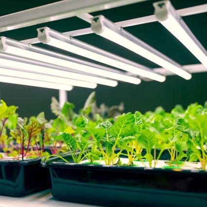 LED Podlinkové osvetlenie na pestovanie rastlín GROWLY LED/9W/230V biela