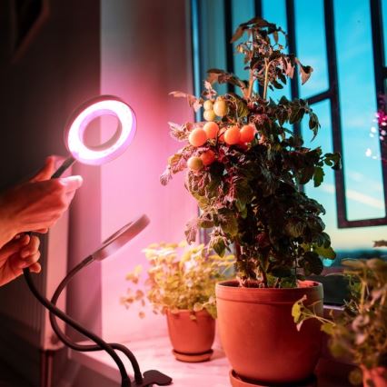 LED Stmievaťelná flexibilná stolová lampa s klipom na pestovanie rastlín VITARO 2xLED/4W/230V čierna