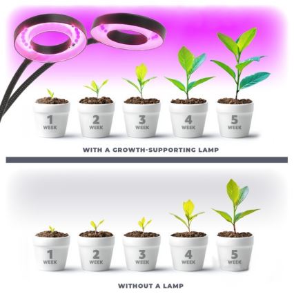LED Stmievaťelná flexibilná stolová lampa s klipom na pestovanie rastlín VITARO 2xLED/4W/230V čierna