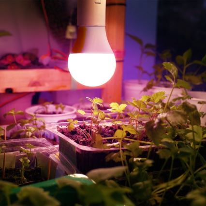 LED Žiarovka na rast rastlín PLANTY E27/11W/230V 1200K biela