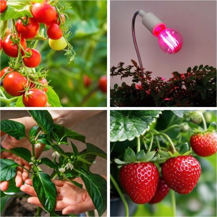 LED Žiarovka na rast rastlín VITABLOOM E27/8W/230V 1200K - Brilagi