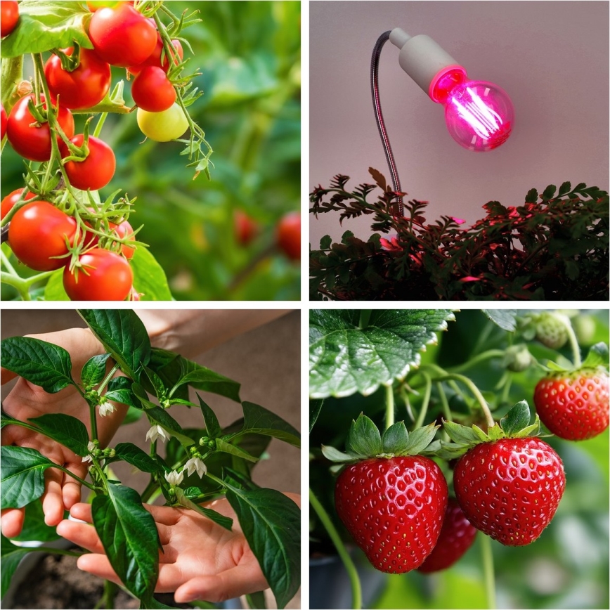 LED Žiarovka na rast rastlín VITABLOOM E27/8W/230V 1200K - Brilagi