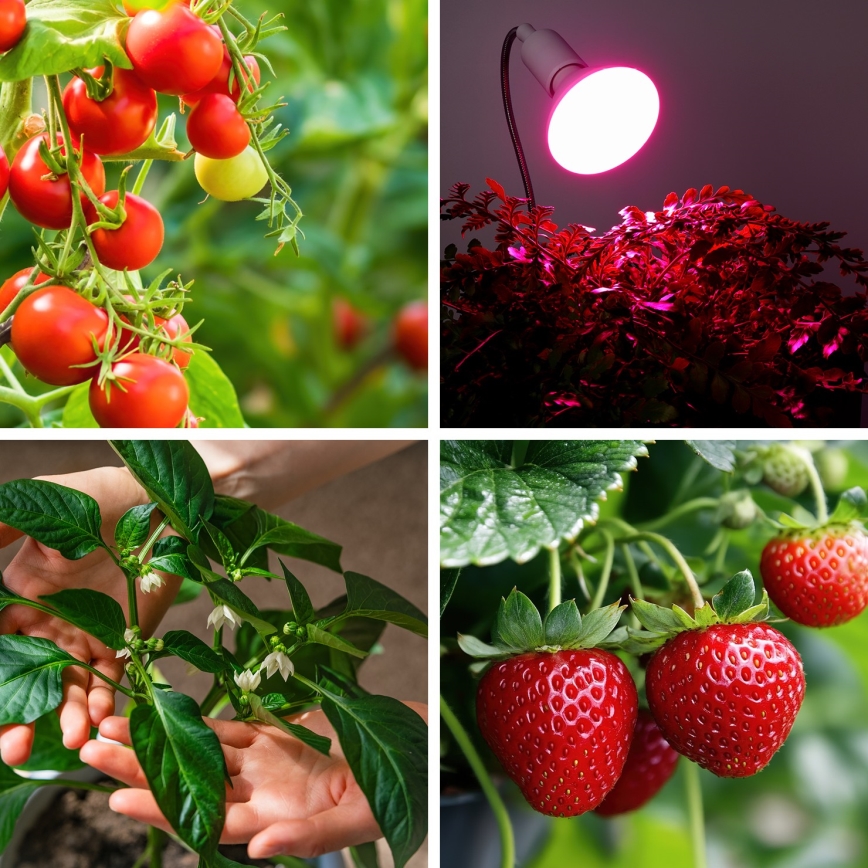 LED Žiarovka na rast rastlín VITABLOOM E27/9W/230V 1200K biela - Brilagi