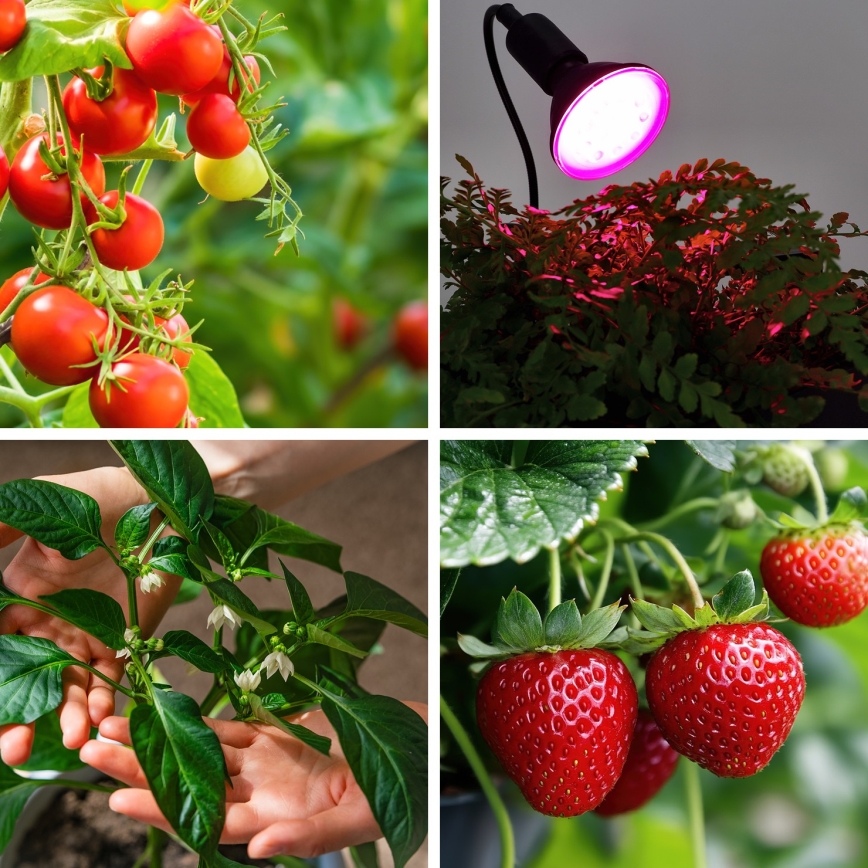 LED Žiarovka na rast rastlín VITABLOOM E27/9W/230V 1200K čierna - Brilagi