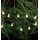Markslöjd 702991 - LED Vianočná reťaz NALLE 10xLED/3xAA 1,7m teplá biela