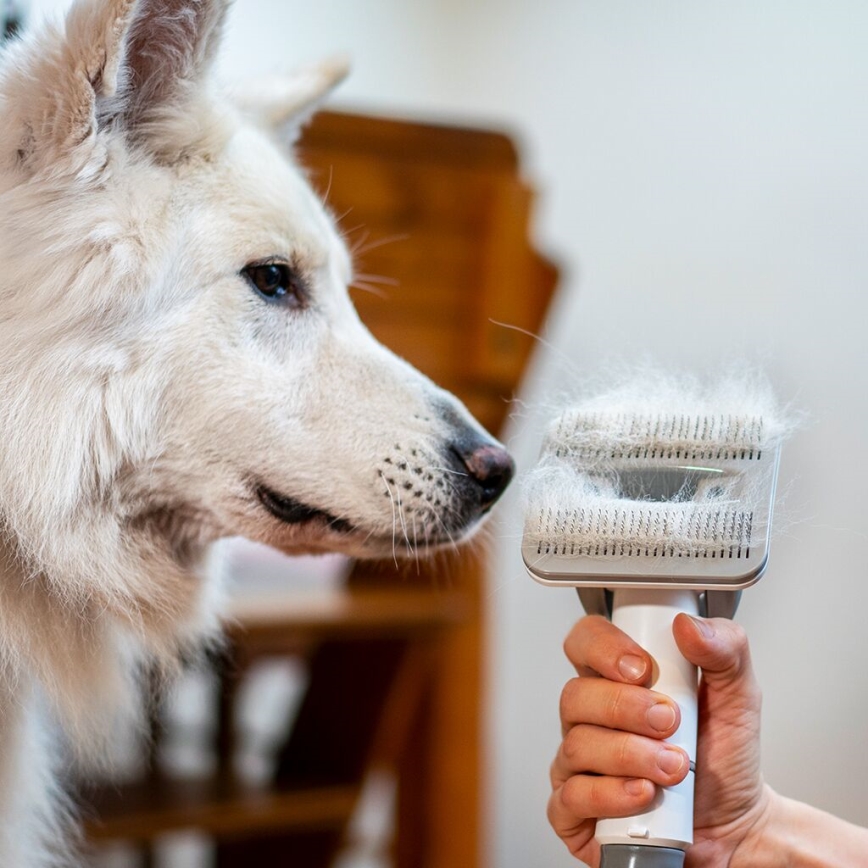 TESLA Electronics PetCare - Sada na starostlivosť o srsť domácich maznáčikov 300W/230V