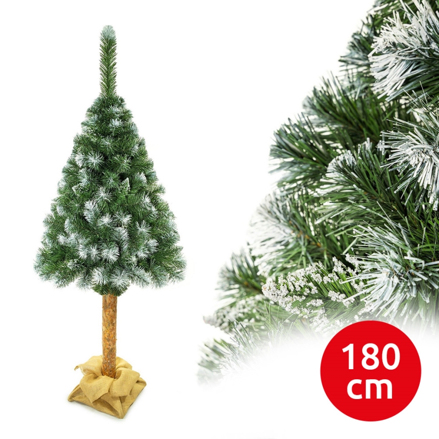 Vianočný stromček na kmeni 180 cm borovica