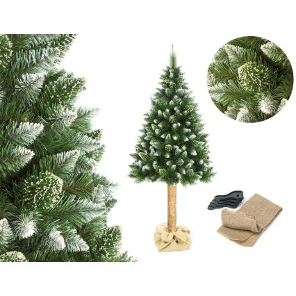 Vianočný stromček na kmeni 180 cm borovica