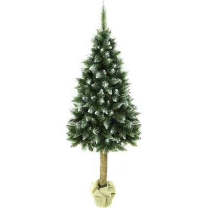 Vianočný stromček na kmeni 220 cm jedľa