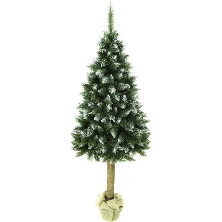 Vianočný stromček na kmeni 220 cm jedľa